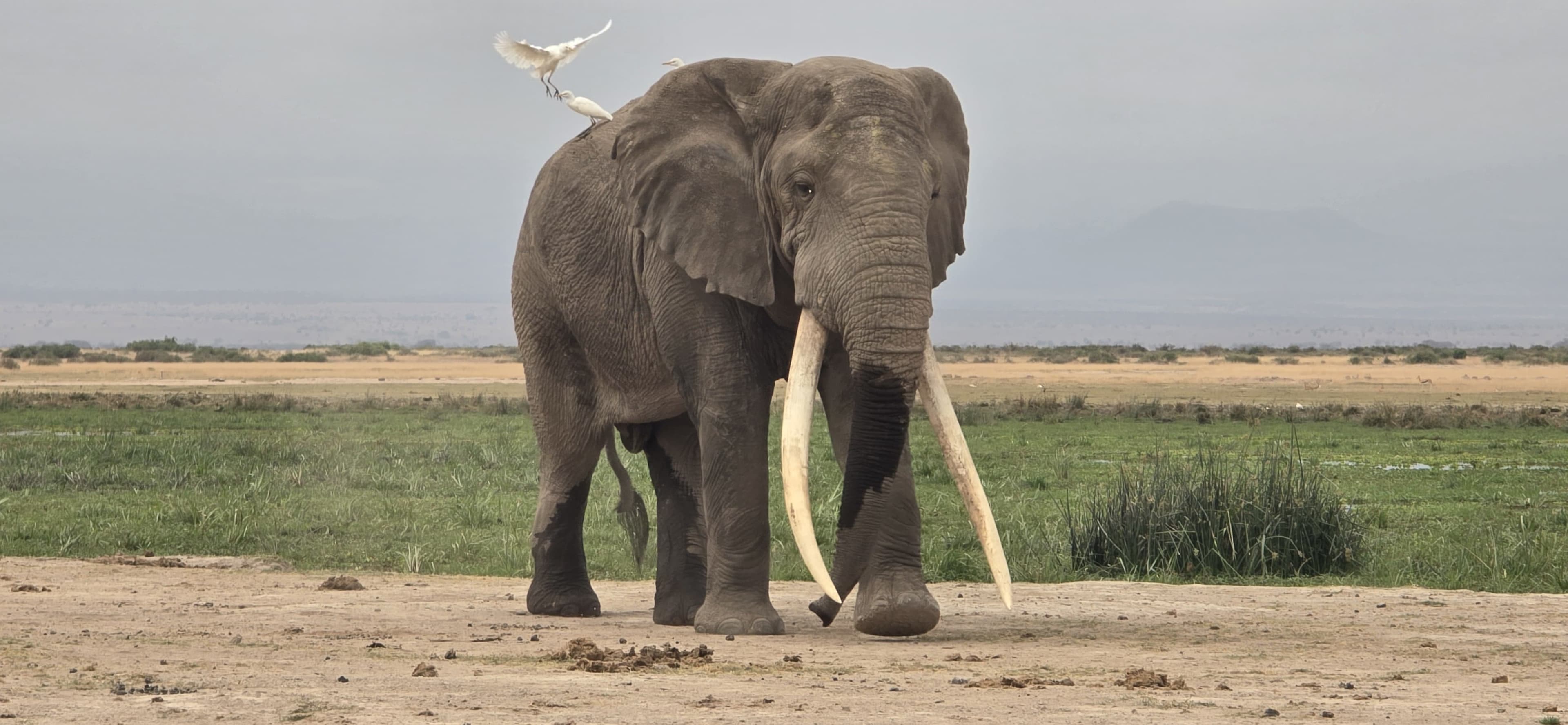 Private Amboseli Safari - image 6