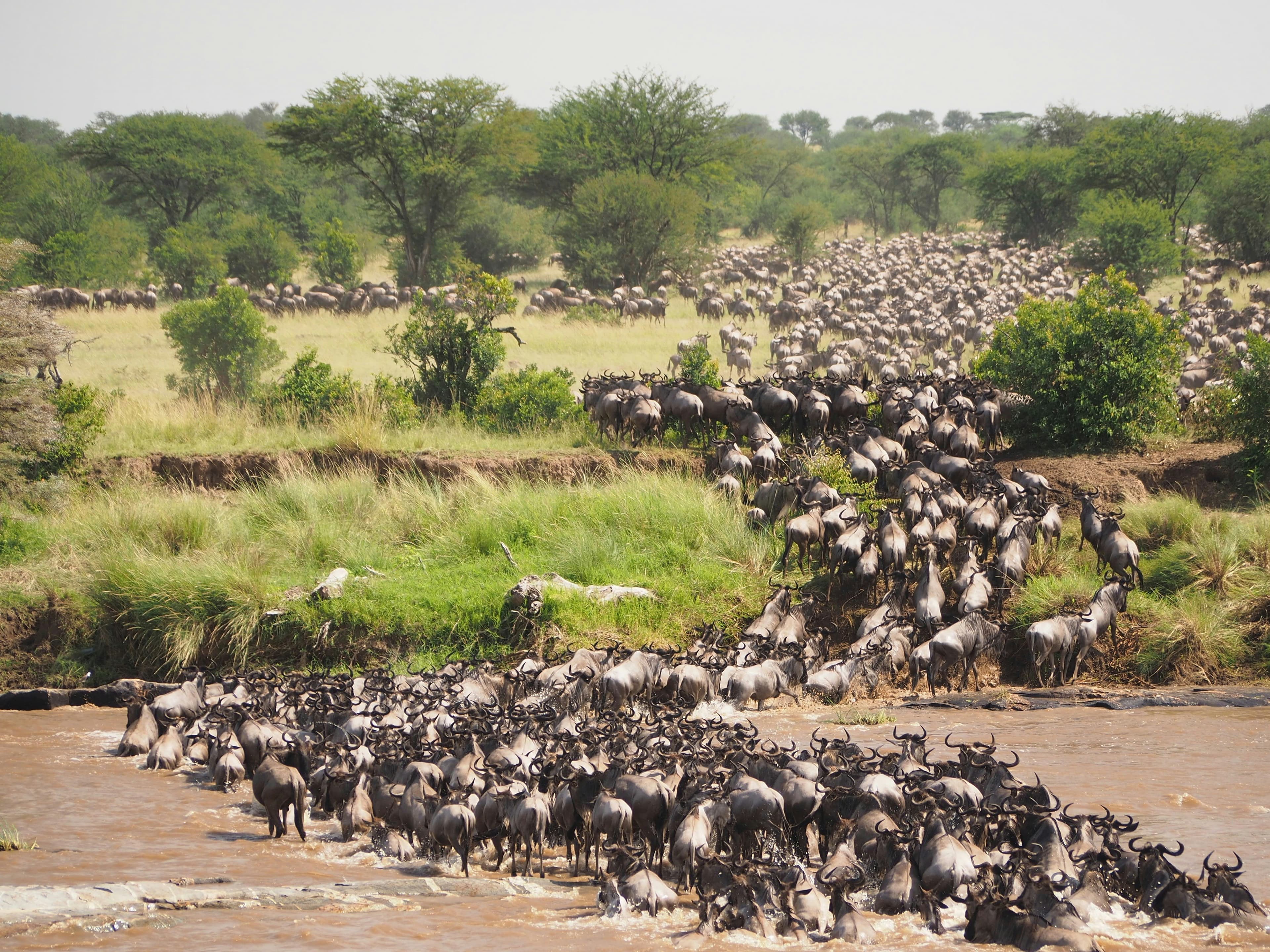 3 Days Maasai Mara Safari - image 3