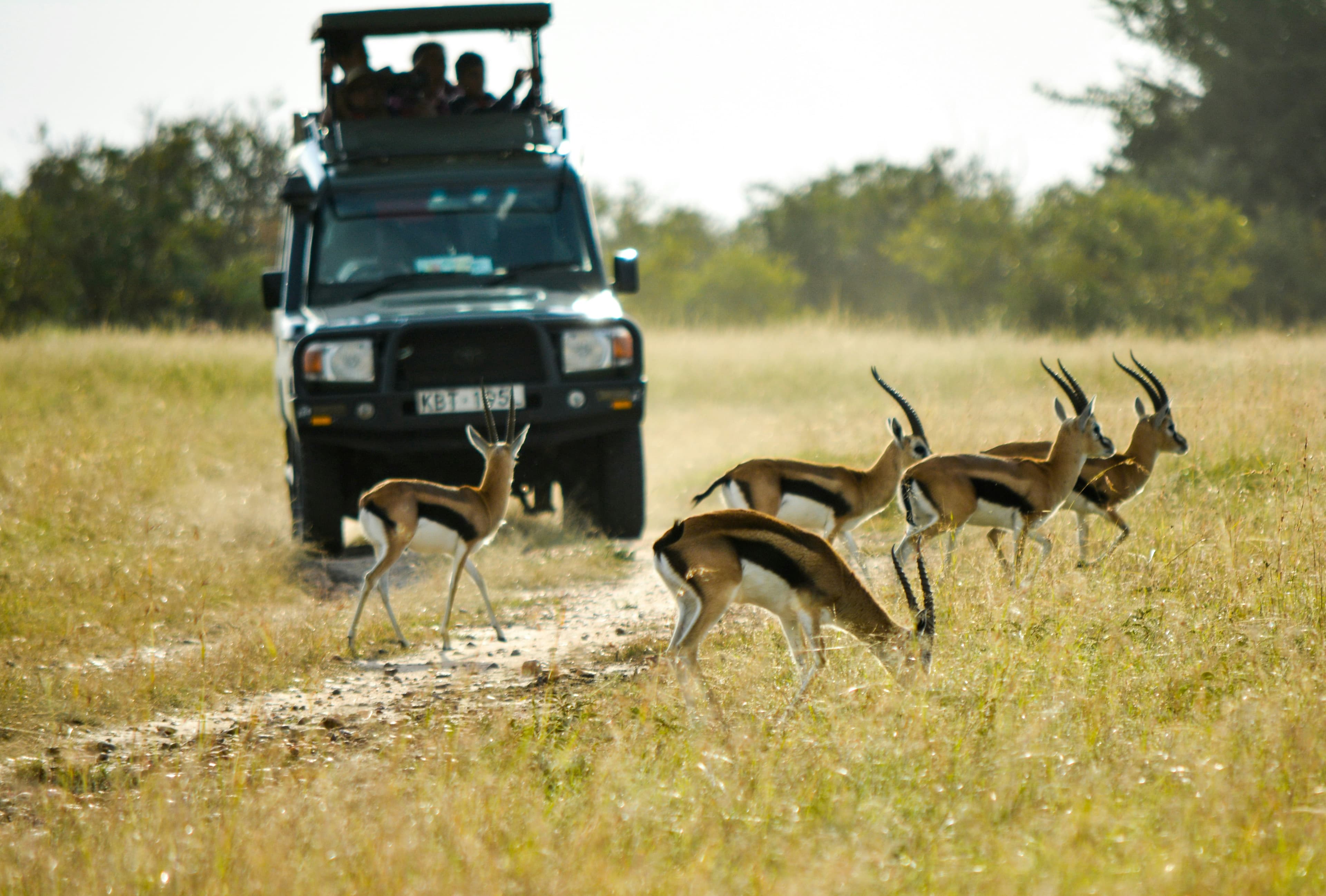 3 Days Maasai Mara Safari - image 4