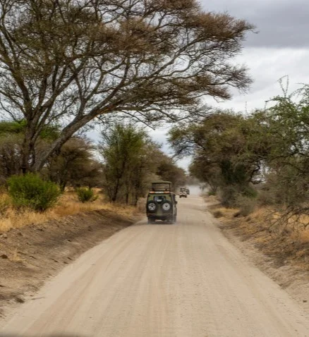 Giraffe beside a safari vehicle